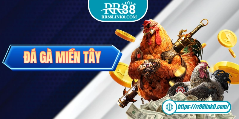 Đá Gà Miền Tây - Nét Đẹp Văn Hoá Của Người Dân Miền Tây