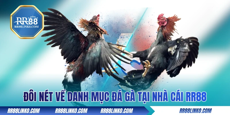 Đôi nét về danh mục đá gà tại nhà cái RR88