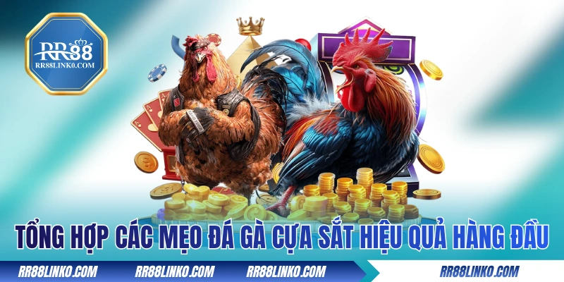 Tổng hợp các mẹo đá gà cựa sắt hiệu quả hàng đầu